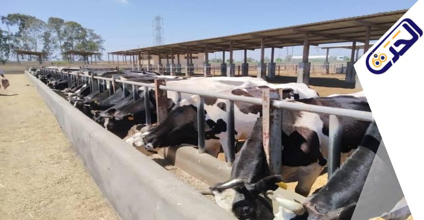 مجمع الإنتاج الحيوانى والالبان بالسادات 