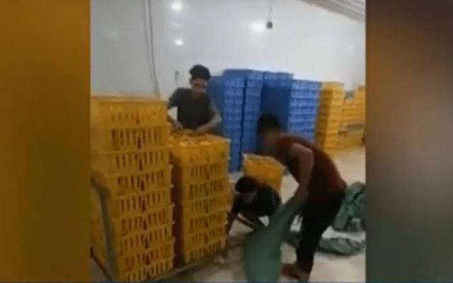 بعد إعدام الكتاكيت .. إلى أين وصلت أزمة الدواجن في السوق المصري؟