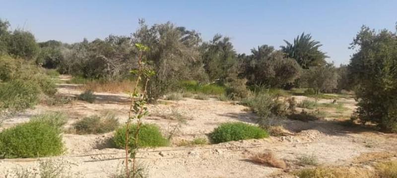 متابعه الانشطه الزراعيه