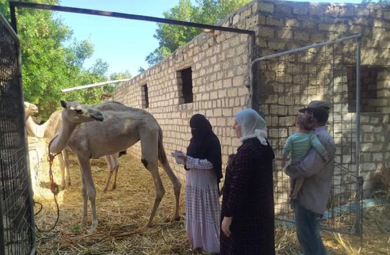 الانشطه الزراعيه بطور سيناء