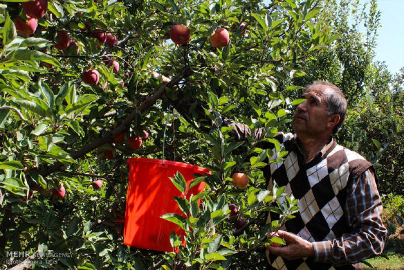 نقيب الفلاحين 